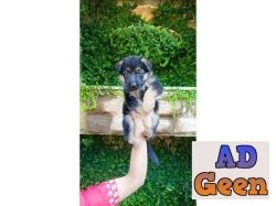 German shepherd puppies Available for sale